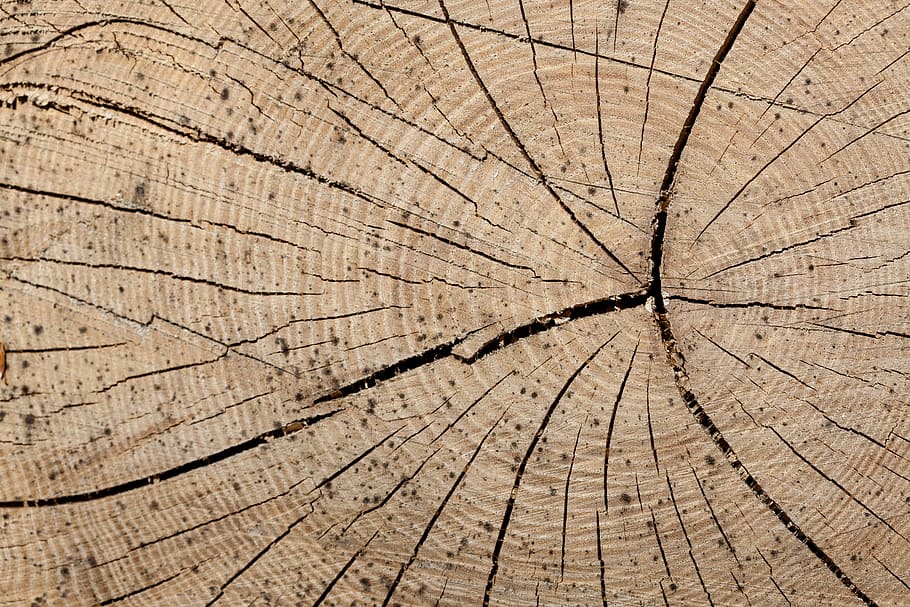 wood, trunk, rings, tree, forestry, lumber, wood - Material HD wallpaper