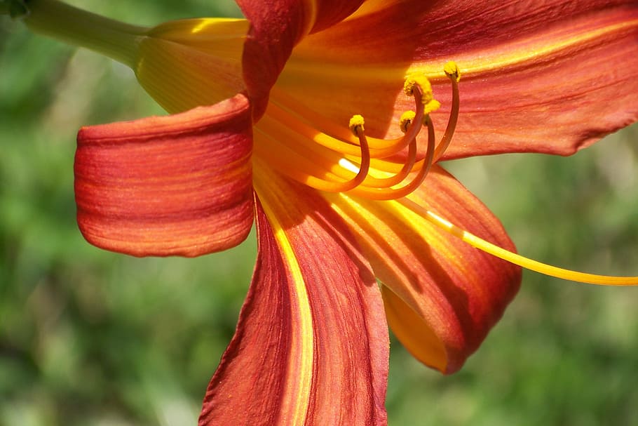 Lily, Flower, Nature, petal, growth, beauty in nature, plant HD wallpaper
