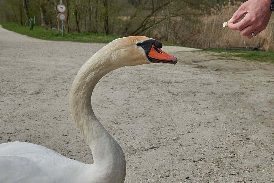 swan, feed, hand, man, bread, white swan, waters, bill, water bird, HD wallpaper