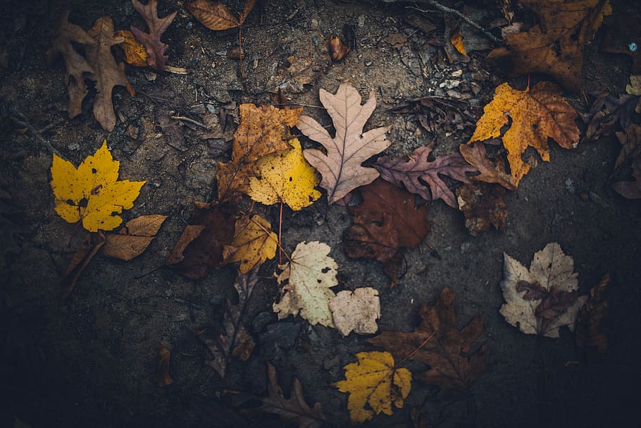 top view photo of dried leaf, withered leaves, autumn, fall, ground HD wallpaper