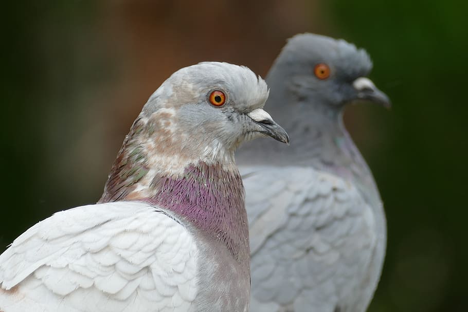 pigeon, bird, fauna, close up, couple, together, torque, nature, HD wallpaper