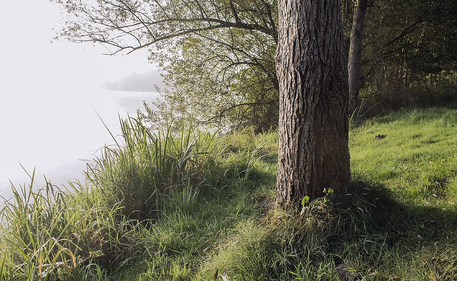 Fog, Plant, Tree, Lake, Trunk, Bank, landscape, grass, tree trunk HD wallpaper