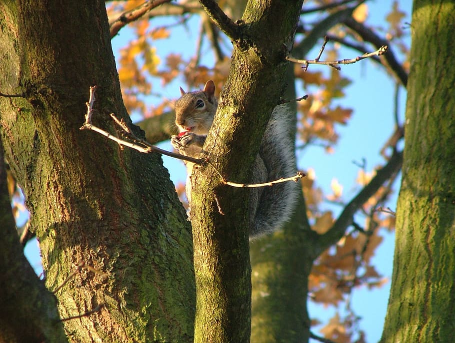 Squirrel, Crunch, Forest, Nature, Animal, mammal, tree, one animal HD wallpaper