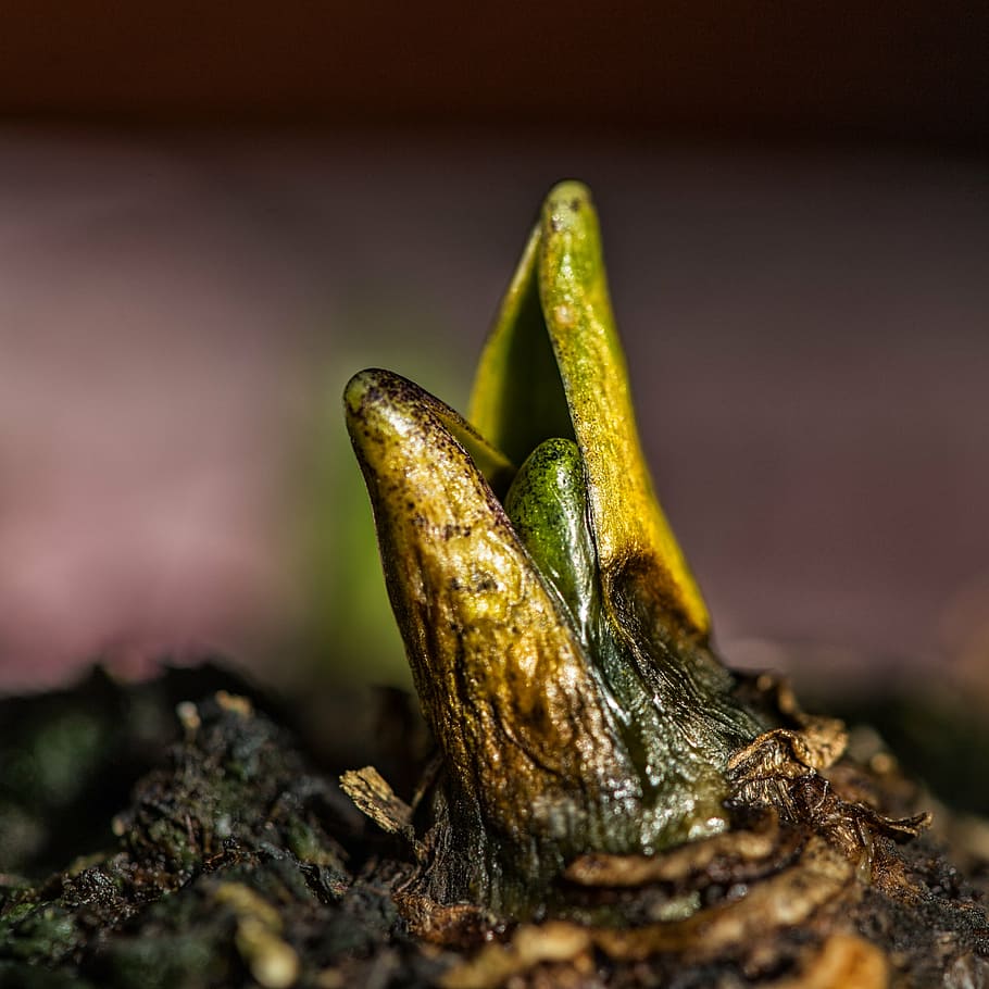 seedling, plant, young, engine, grow, scion, sprout, animal wildlife HD wallpaper