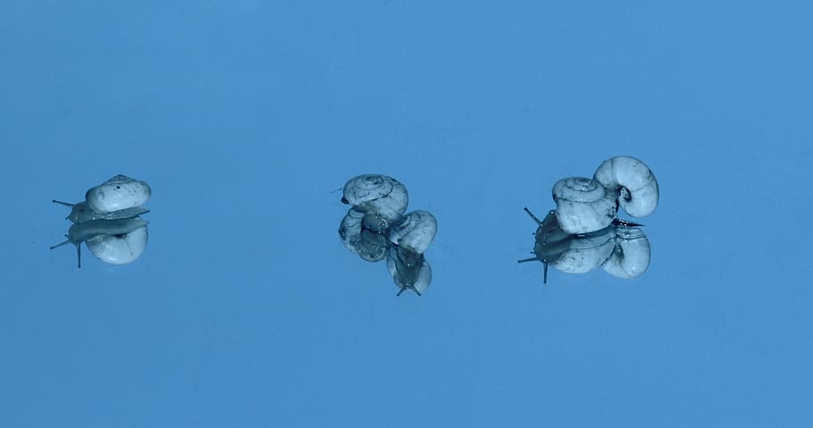 snails, shell, reflection, mirror, my saturday, blue, underwater HD wallpaper