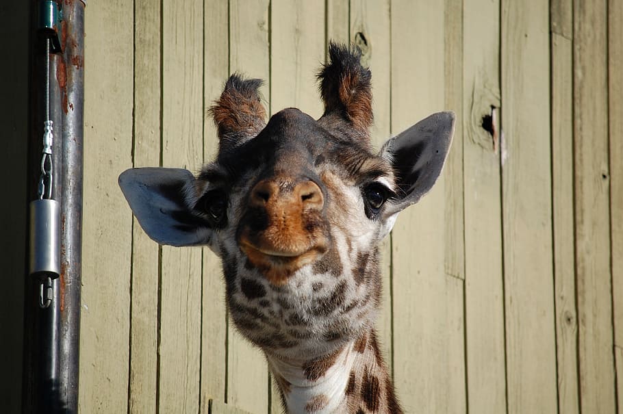 giraffe, face, zoo, funny, animal, wild, africa, neck, mammal HD wallpaper