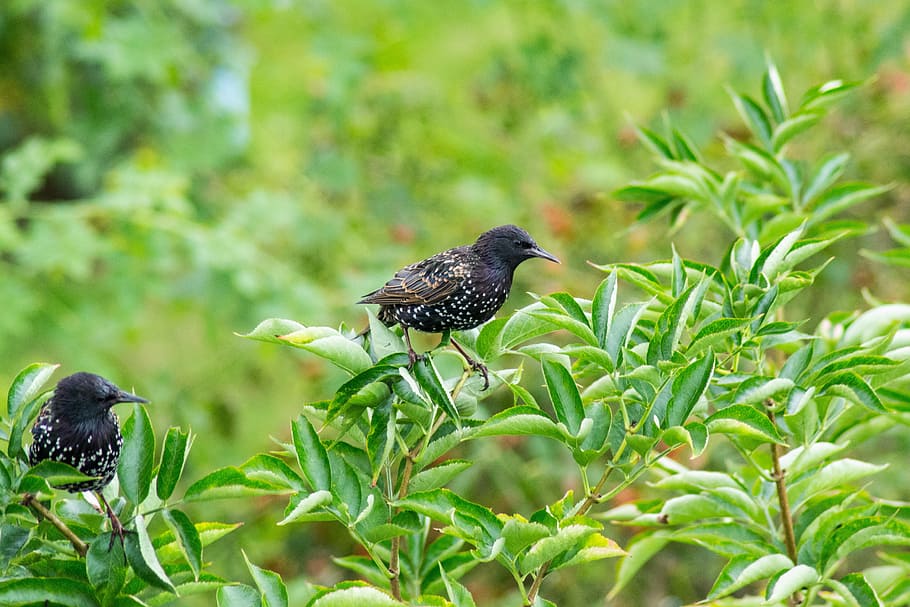 Bird, Bush, Berries, green, animal themes, animals in the wild HD wallpaper