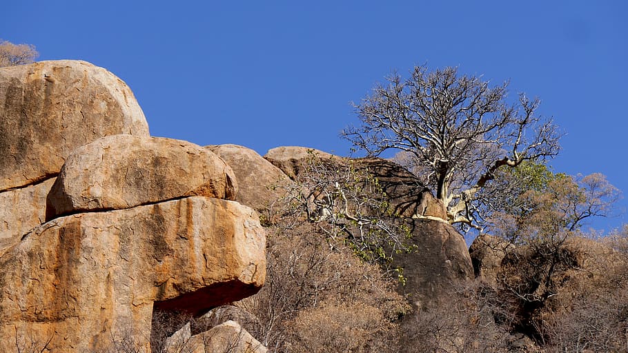 botswana, rock, nature, trees, landscape, than life artist HD wallpaper