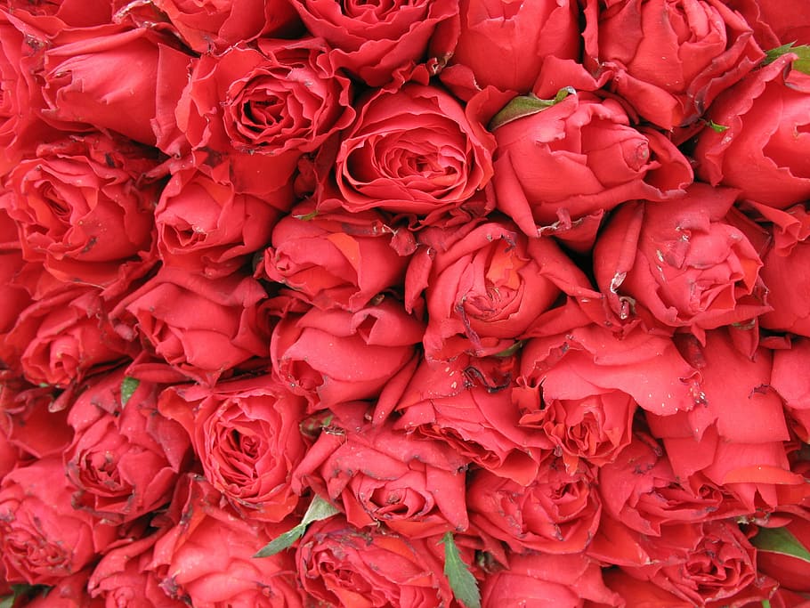 roses, flowers, red, spring, beautiful, plant, texture, full frame HD wallpaper
