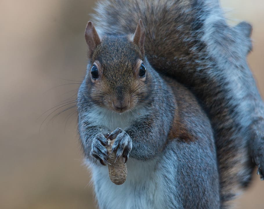 close-up photography of black and white squirrel, grey, eating HD wallpaper