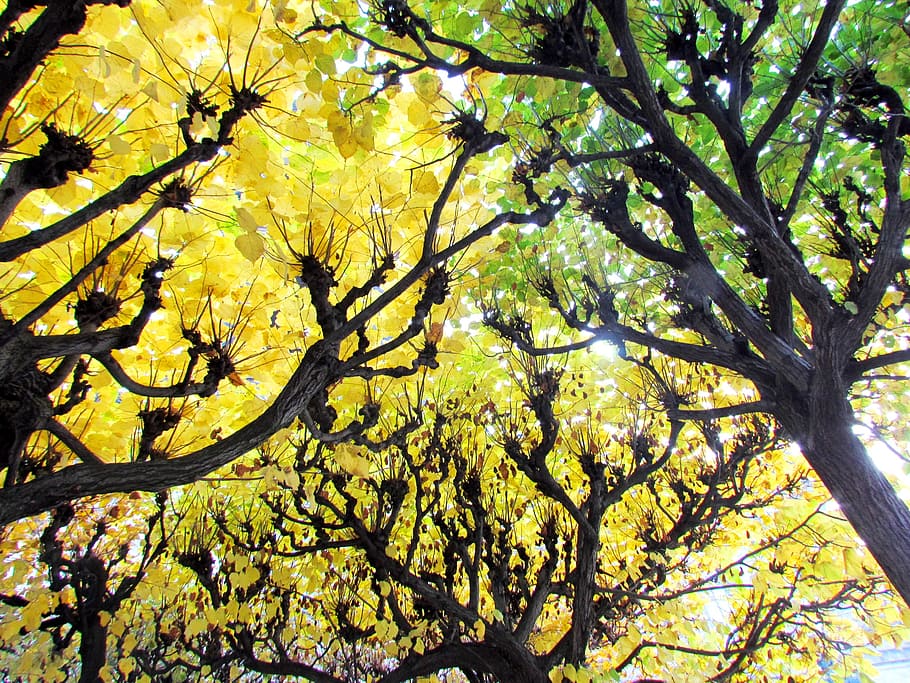 deciduous forest, yellow, autumn, october, bright, green, leaves HD wallpaper