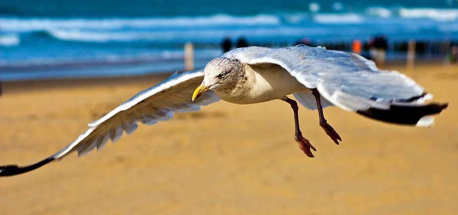 king fisher soaring high, seagull, north sea, coast, beach, sky, HD wallpaper