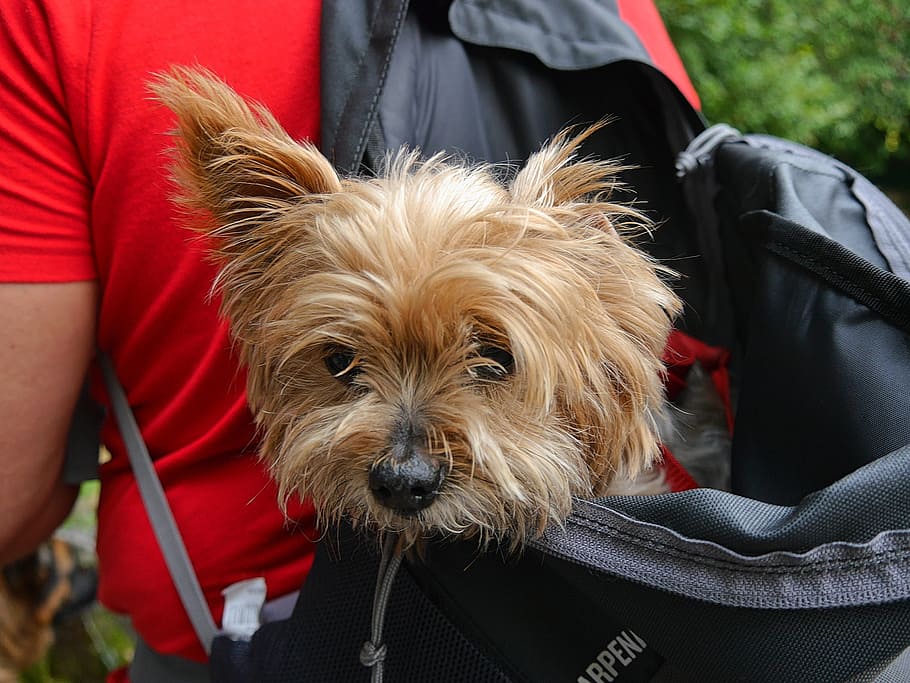 Dog, Pet, Terrier, pets, one animal, adult, domestic animals HD wallpaper