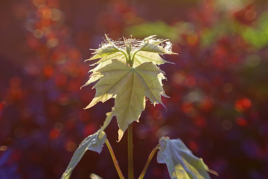 leaf, pink, red, clone, bokeh, blur, nature, rosa, glow, artistic HD wallpaper