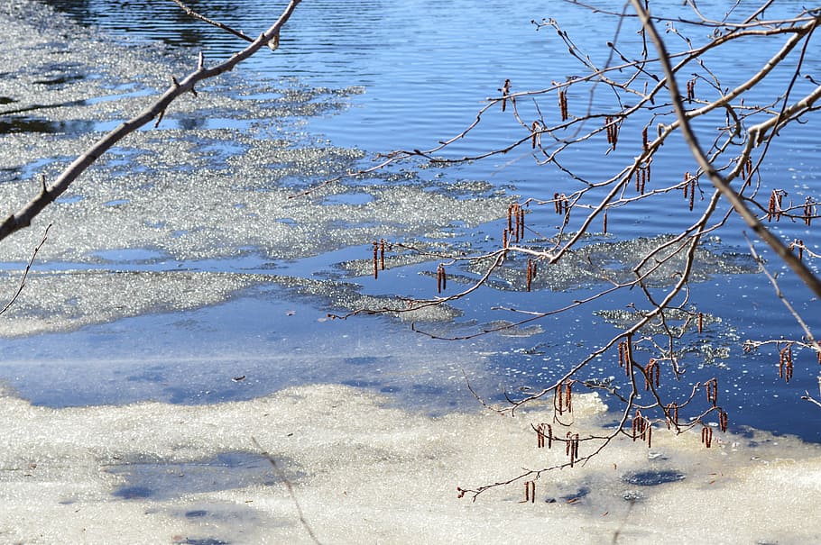 spring, sea, ice, water, nature, plant, winter, tree, day, tranquility HD wallpaper