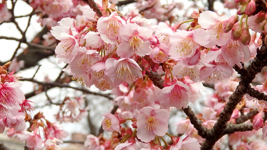 early spring, flowers, pink, sacura, cherry blossoms, pink floers, HD wallpaper