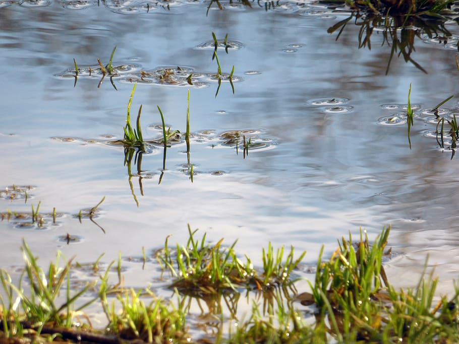 Water, Grass, Puddle, Nature, Reflection, garden, green, mare HD wallpaper