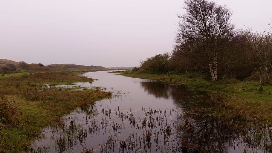 peat, waterpolo, landscape, plant, tree, sky, beauty in nature HD wallpaper