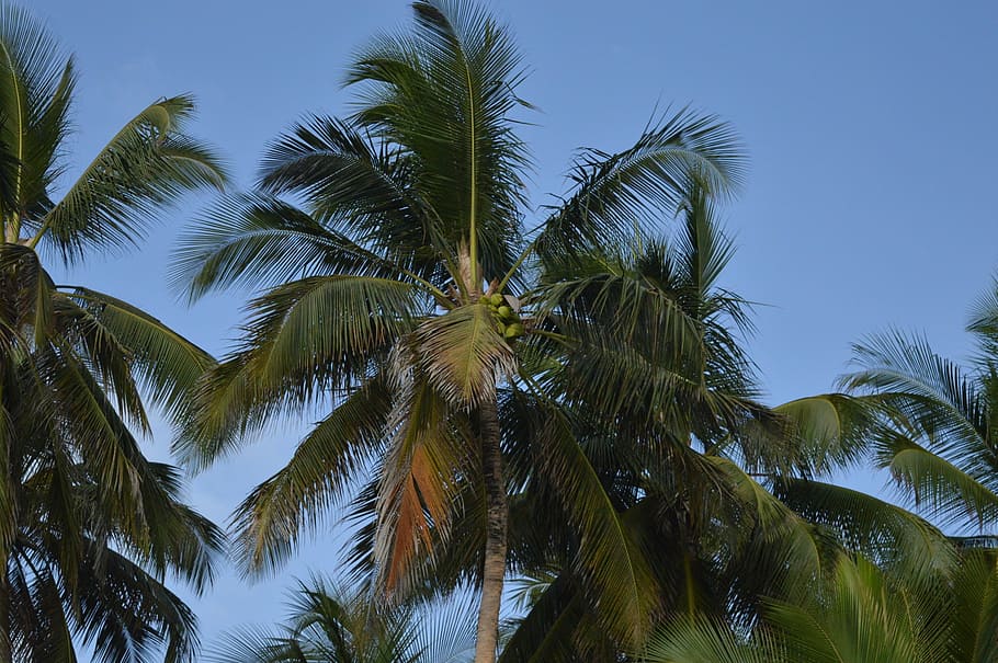 palm tree, coconut tree, tropical, sky, island, beach, ocean HD wallpaper