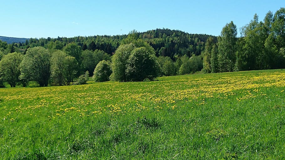 summer, sweden, grass, green, flowers, landscapes, view, beautifully