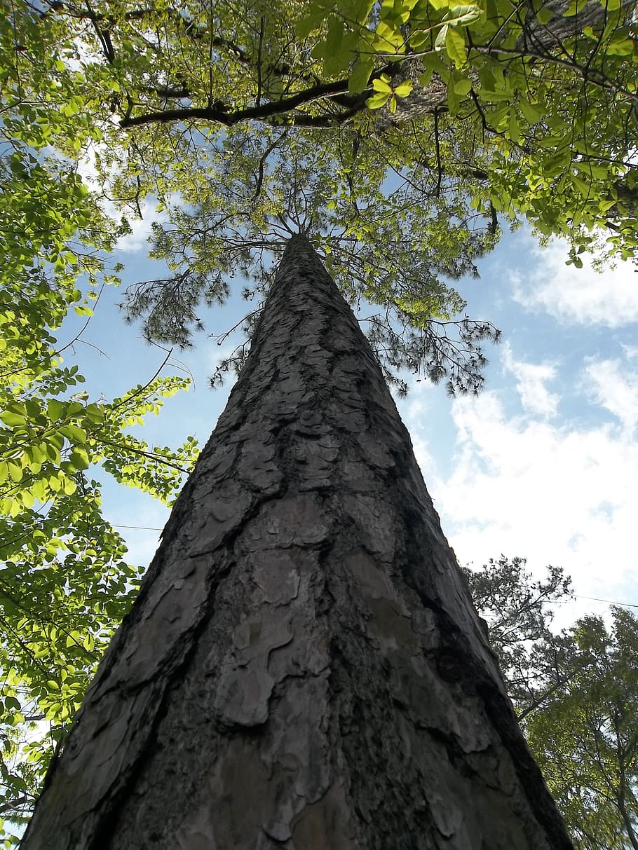 tree, trunk, bark, low angle view, plant, tree trunk, sky, growth HD wallpaper