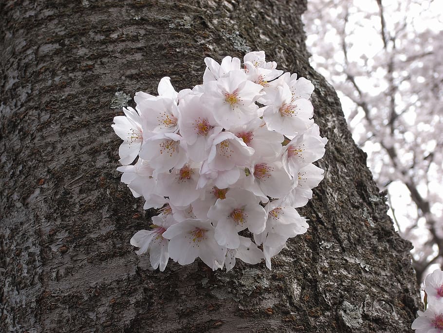 cherry, izu, pink, flower, tree, flowering plant, freshness HD wallpaper