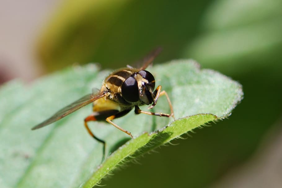 hover fly, insect, close, animal, nature, macro, summer, hoverfly HD wallpaper
