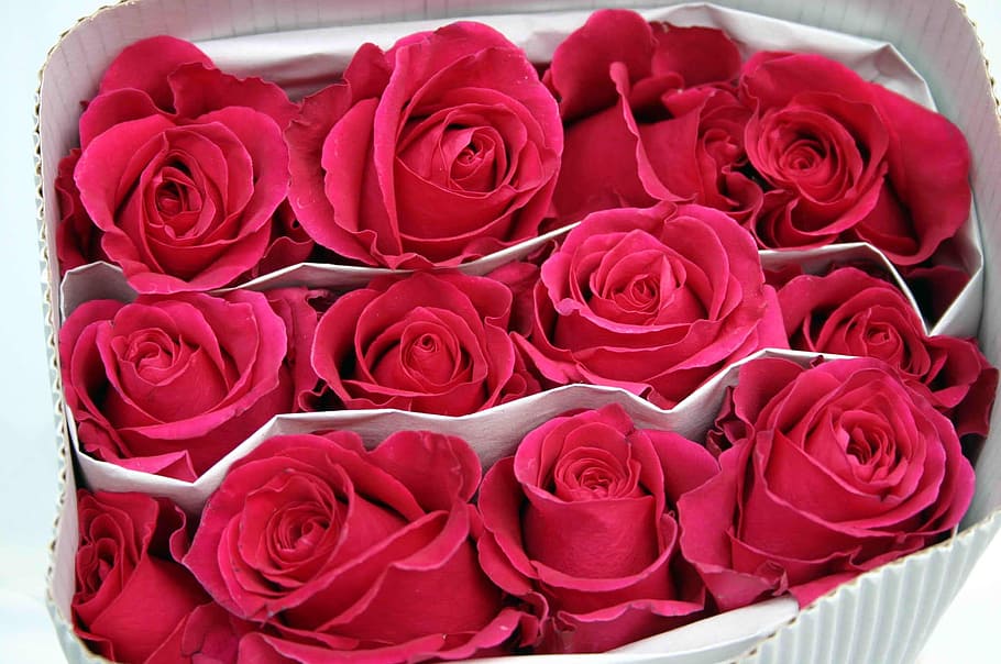 Roses, Fuchsia, Package, rose - flower, red, petal, celebration HD wallpaper
