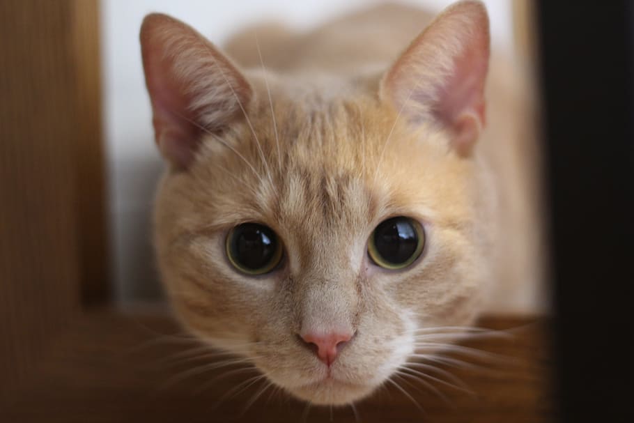 selective focus photography of orange tabby cat, face, kitten HD wallpaper