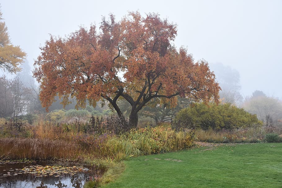 Tree, Landscape, Fall Color, autumn, fall foliage, weinheim HD wallpaper