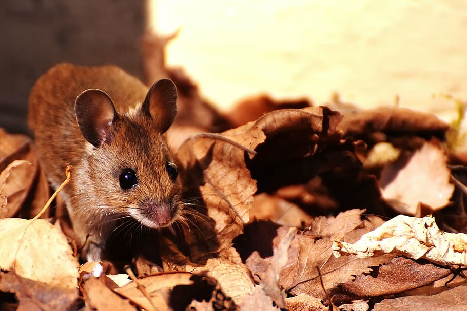 brown mouse on dried leaves in selective focus photo at daytime, HD wallpaper