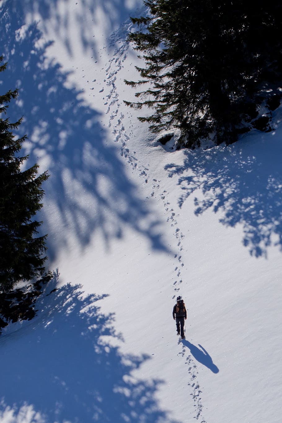 traces, trees, winter, snow, cold temperature, plant, nature HD wallpaper