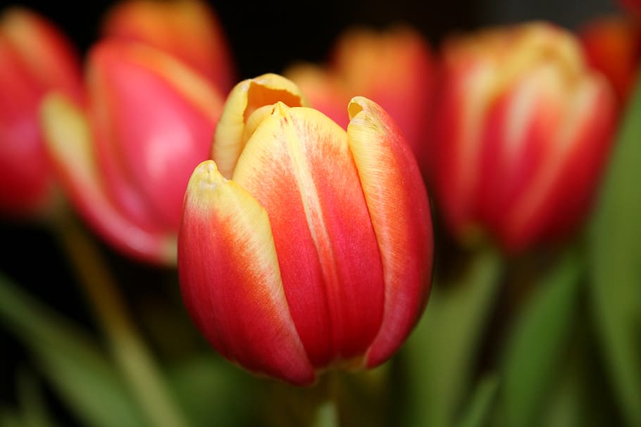 tulip, nature, flowering plant, freshness, beauty in nature HD wallpaper