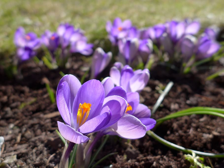 Crocus, Spring, Purple, Blossom, Bloom, spring flower, plant HD wallpaper