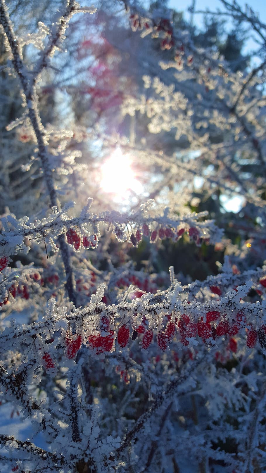 Winter, Ice, Hoarfrost, Wintry, Cold, snow, drip, branch, forest HD wallpaper