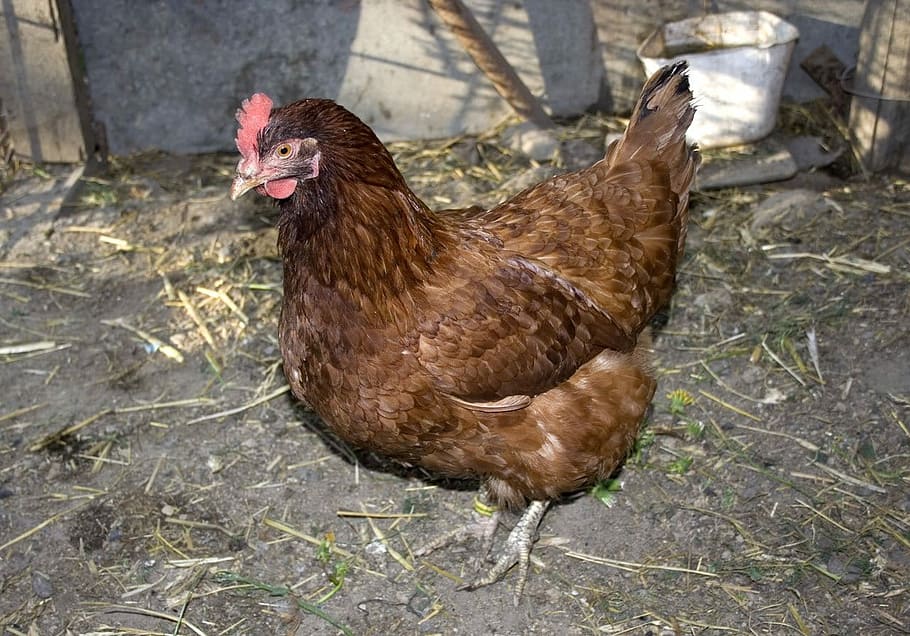 Brown, Chicken, Poultry, Hen, Fowl, fowls, animal, bird, beak HD wallpaper