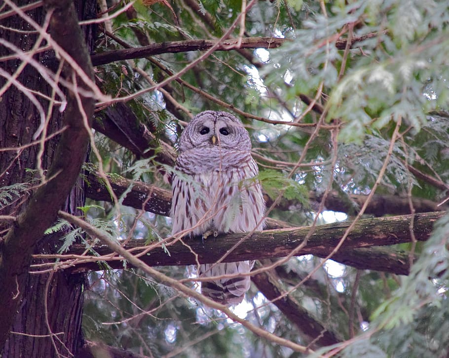 gray owl on brown tree branch, gray owl on tree, bird, animal themes HD wallpaper