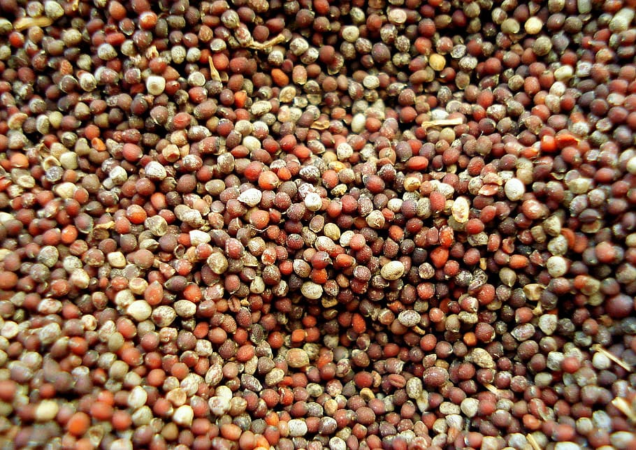 brown beans, mustard, seed, spice, food, legume, backgrounds HD wallpaper