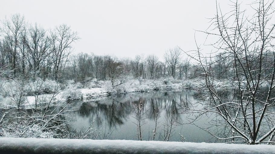 winter, nature, tree, snow, cold, water, plant, bare tree, tranquility, HD wallpaper