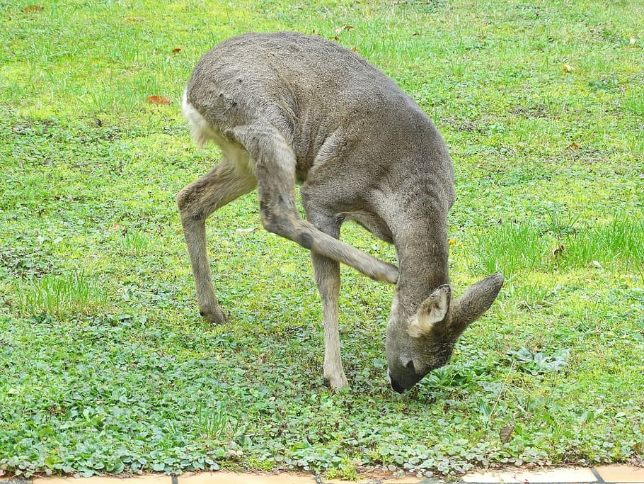 roe deer, garden, scratch, itching, wild animal, animal themes HD wallpaper