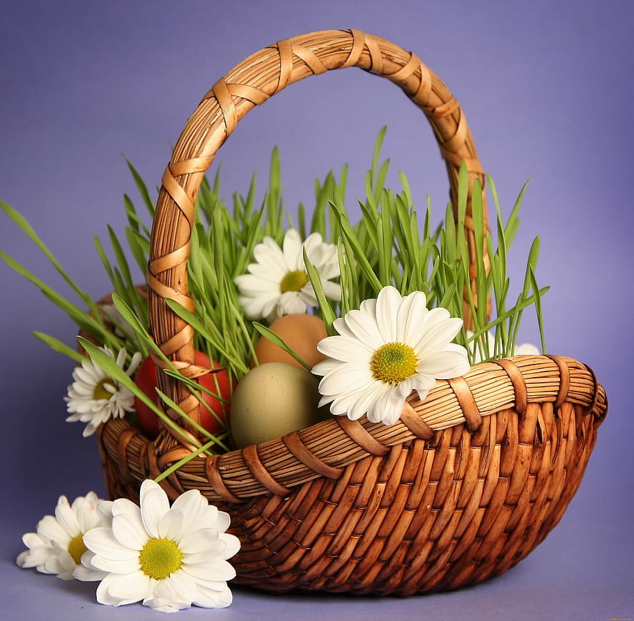 white daisy flowers in basket, Grass, Chamomile, easter, studio shot HD wallpaper