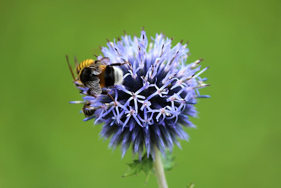 flower, bumble-bee, insect, macro, summer, thistle, flowering plant HD wallpaper