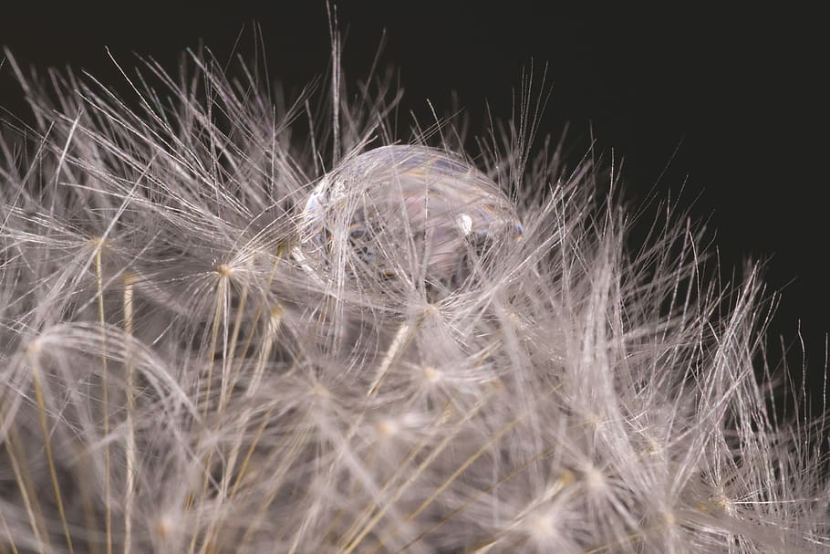 macro photography, black, dandelions, flowers, gray, plants, nature HD wallpaper