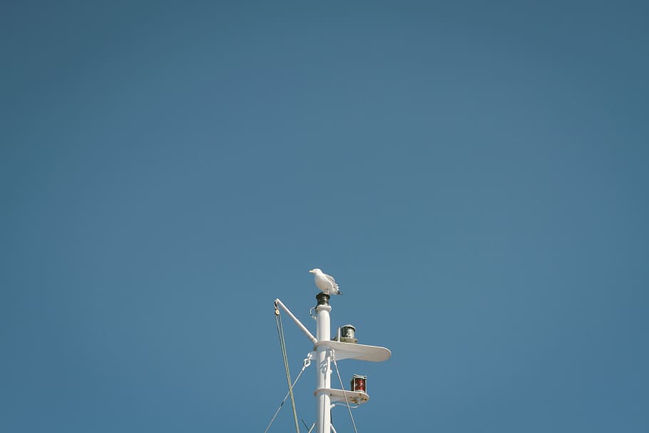 mast, bird, blue, sky, technology, copy space, communication HD wallpaper