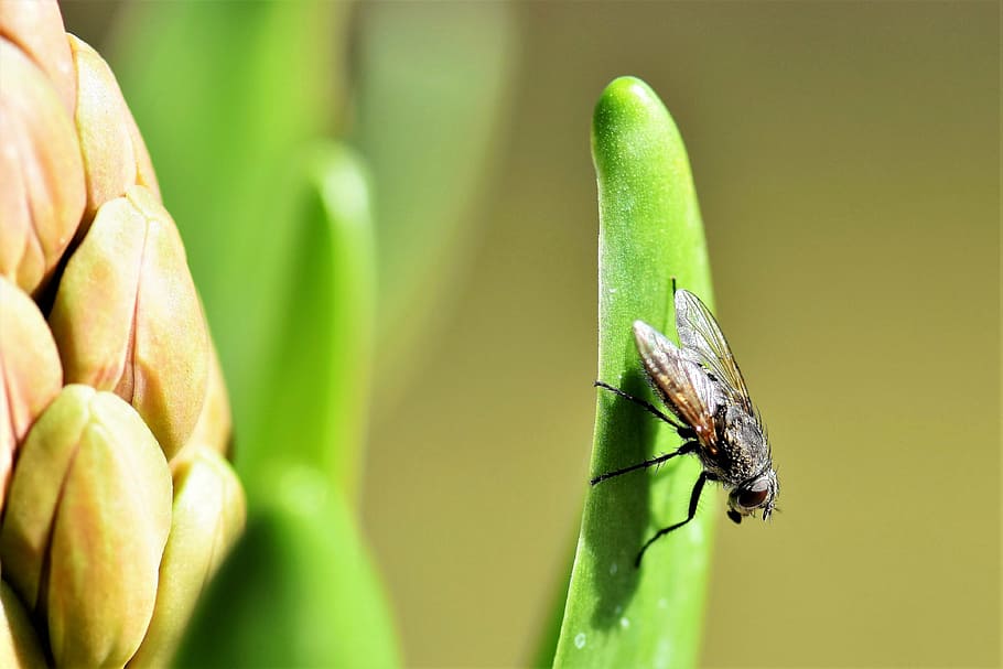 fly, animal, insect, wing, nature, macro, close, green, hyacinth HD wallpaper