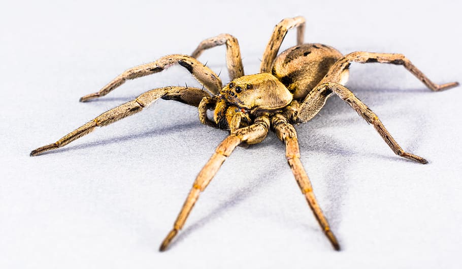 brown wolf spider, Arachnid, Insect, Close, one animal, animal wildlife HD wallpaper