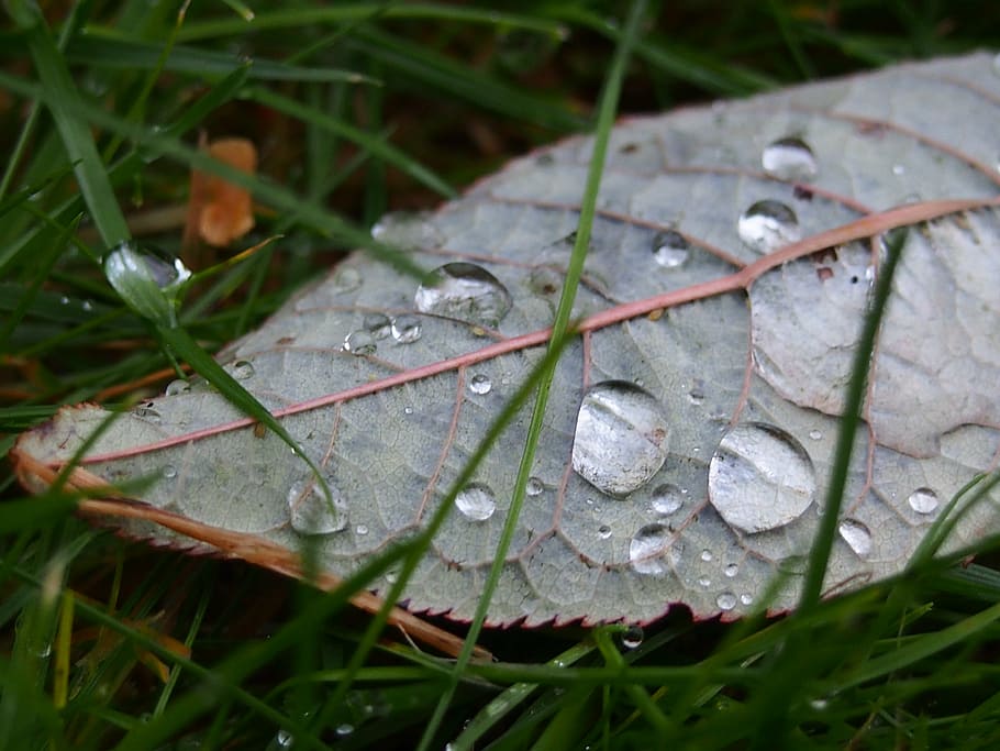 sheet, drop, water, autumn, wet, plant, leaf, plant part, nature HD wallpaper