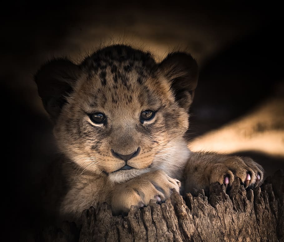 leopard cub laying on brown tree stump, lion cub, cute, eyes