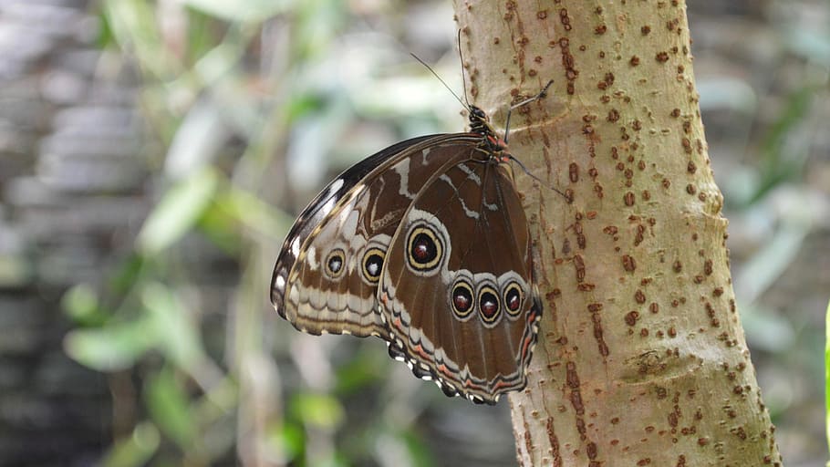 Butterfly, Nature, Animals, one animal, animal wildlife, animals in the wild HD wallpaper