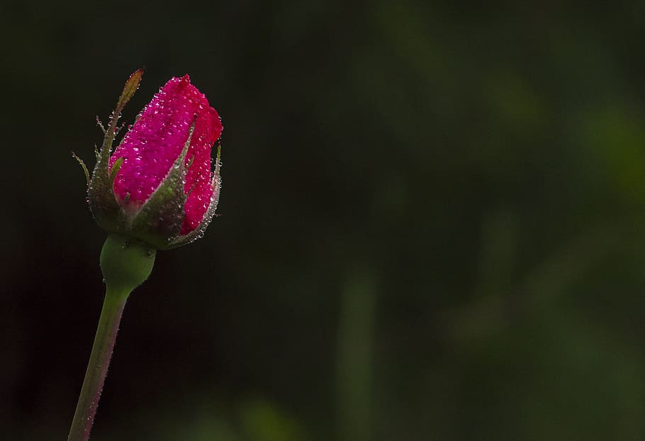 flower, nature, leaf, summer, plant, outdoors, garden, color HD wallpaper
